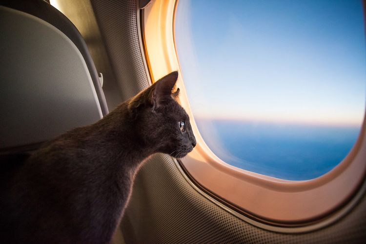 Как переехать с котом