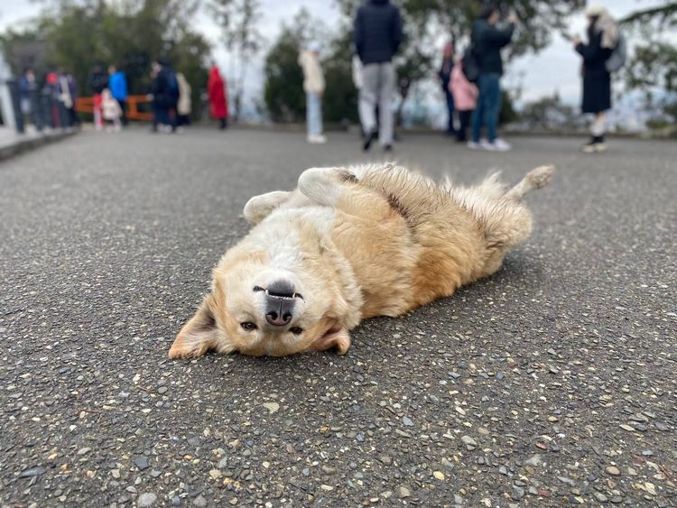 Бездомные собаки в Грузии